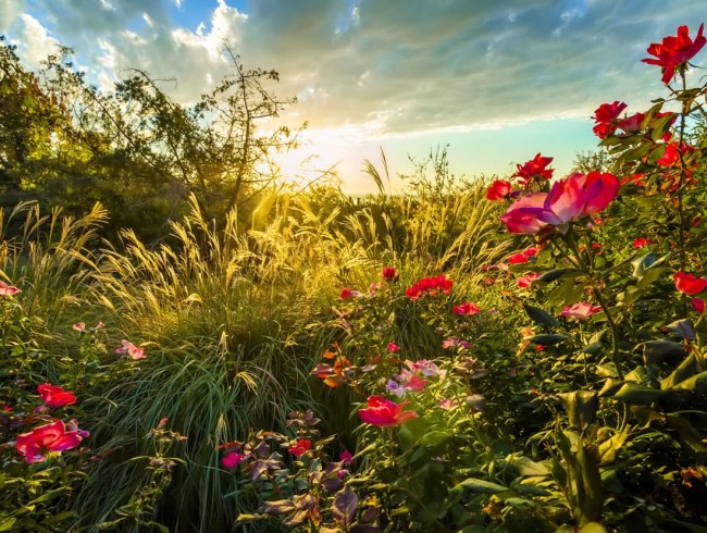 Wir kümmern uns um Ihren Garten, Park oder Ihre Außenanlagen © Shutterstock